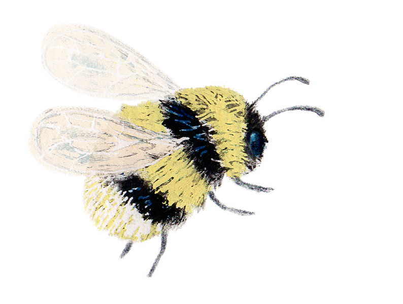 bee flying illustration by Sandy Horsley