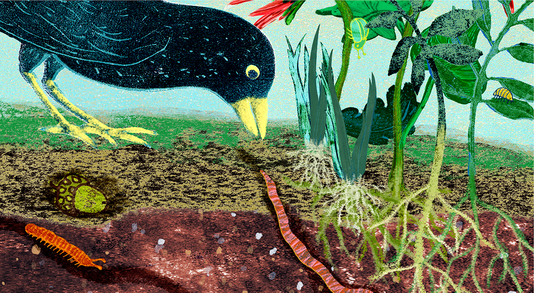 blackbird and worm illustration by Sandy Horsley