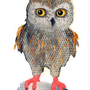 Little Owl illustration by Sandy Horsley